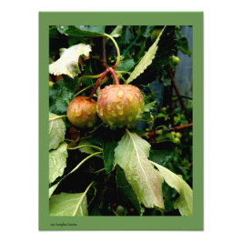 Foto Las manzanas en la caída