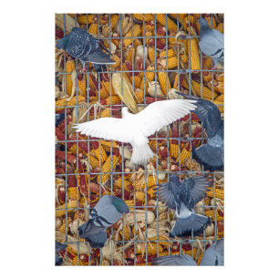 Foto Las palomas consiguen el maíz