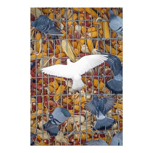Foto Las palomas consiguen el maíz (Frente)
