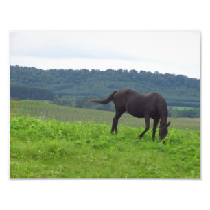 Foto Las praderas de amor