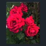 Foto Las rosas rojas florecen<br><div class="desc">Rosario Rojo. Las magníficas rosas rojas florecen todo el verano.</div>