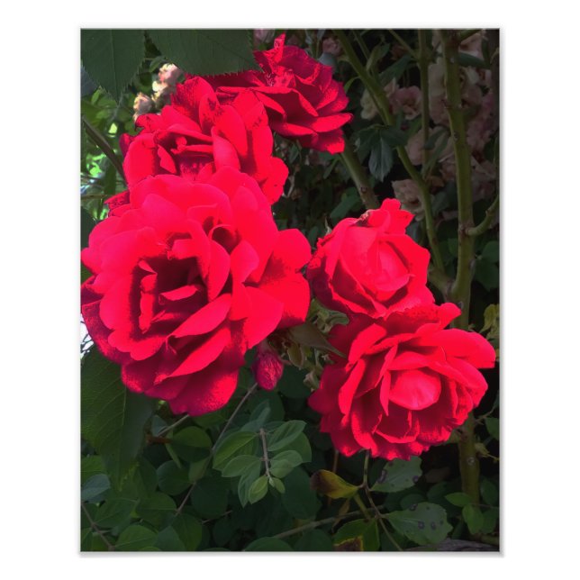 Foto Las rosas rojas florecen (Frente)