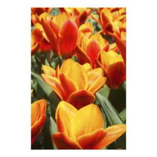 Foto Las tulipas abundan en los jardines de Keukenhof, 