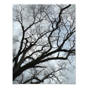Foto Las venas del árbol