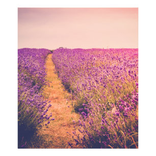 Foto Lavanda