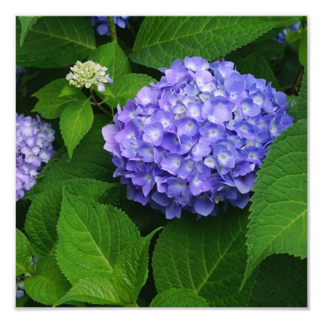 Foto Lavanda de 12" x 12" Hydrangea (Frente)