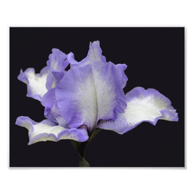 Foto Lavanda Y Flor De Iris Con Barba Blanca 8x10 (Frente)