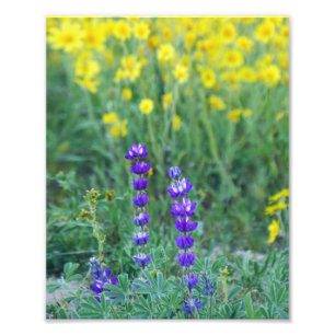 Foto Lavanda y margarita amarilla