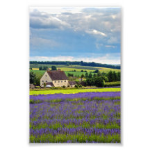 Lavender Field Summer Flowers Cotswolds Inglaterra
