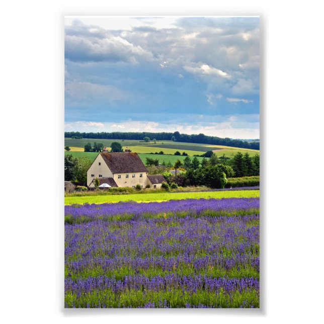 Foto Lavender Field Summer Flowers Cotswolds Inglaterra (Frente)
