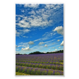 Foto Lavender Field Summer Flowers Cotswolds Inglaterra