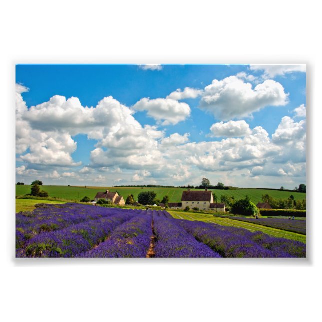 Foto Lavender Field Summer Flowers Cotwolds Inglaterra (Frente)