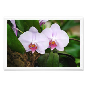 Foto Lavender Orquids