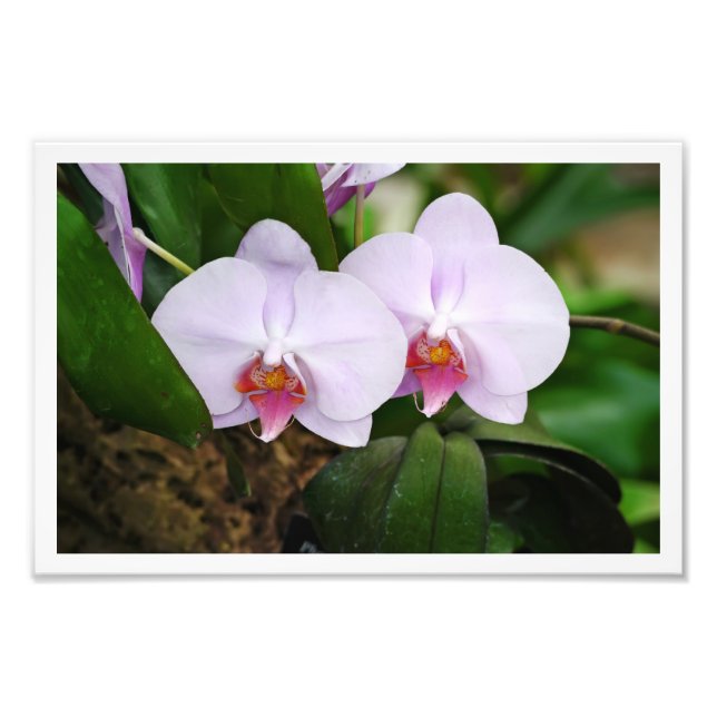 Foto Lavender Orquids (Frente)
