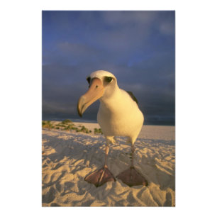 Foto Laysan Albatross, Diomedea inmutabilis),