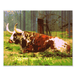 Foto Lazy Longhorn