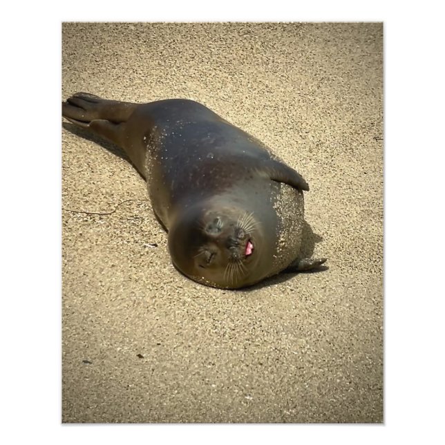 Foto Lazy Seal (Frente)