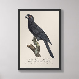 Foto Le Grand Vaza / Greater Vasa Parrot