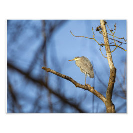 Foto Le héron cendré en hiver