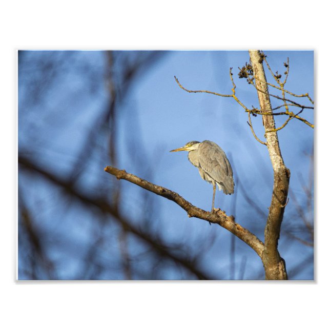 Foto Le héron cendré en hiver (Frente)