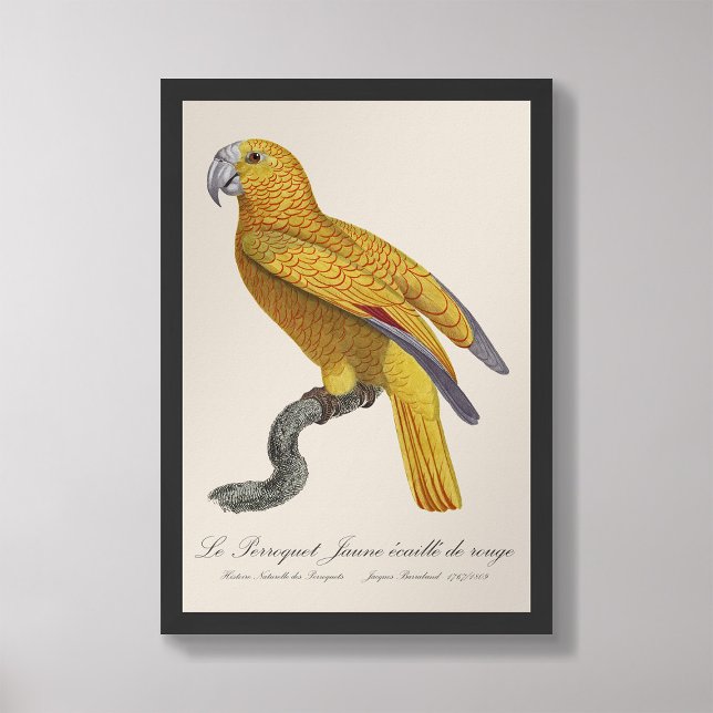 Foto Le Perroquet Jaune ecaille de rouge (Subido por el creador)