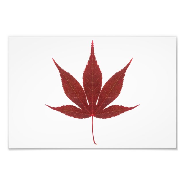 Foto Leaf de arce rojo (Frente)
