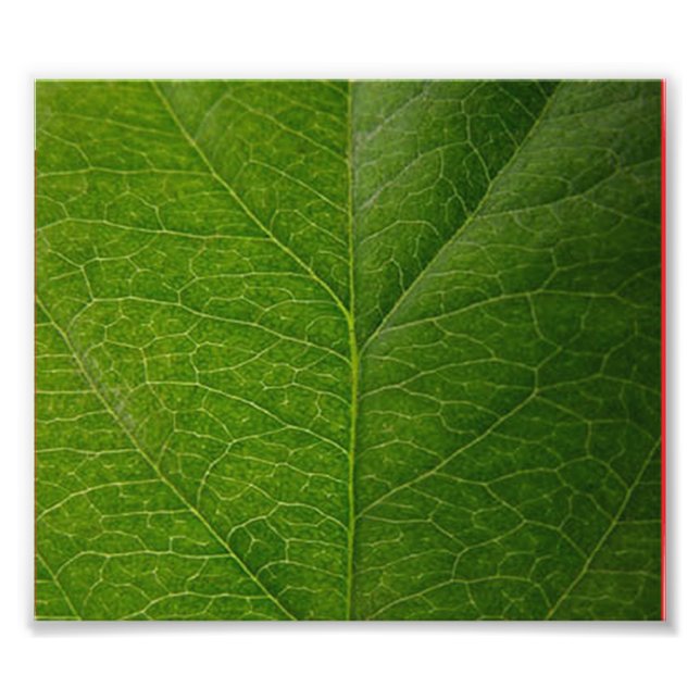 Foto Leaf verde (Frente)
