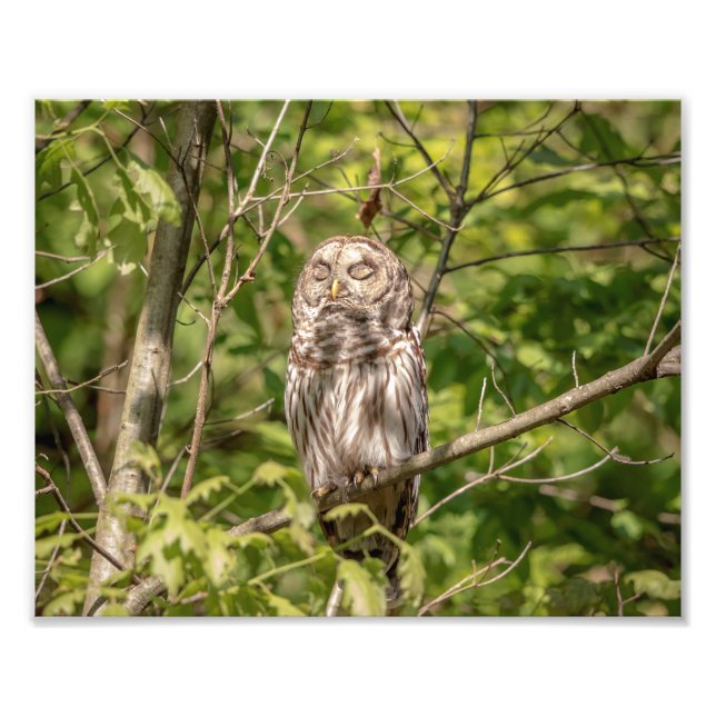 Foto Lechuza arbórea 10x8 somnolienta (Frente)