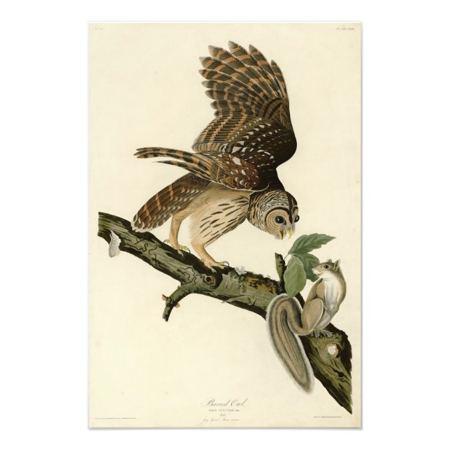 Foto Lechuza Barrada, los pájaros de América de John Ja (Frente)