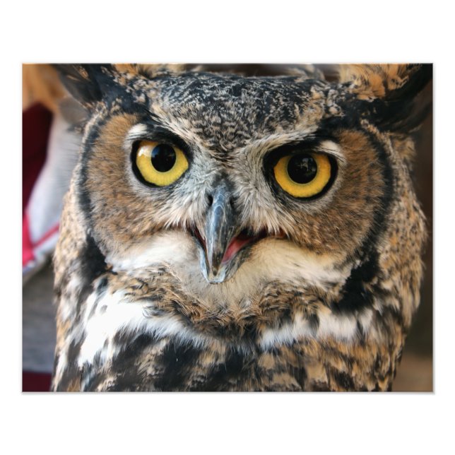 Foto Lechuza Cuerno Grande (Bubo virginianus) (Frente)
