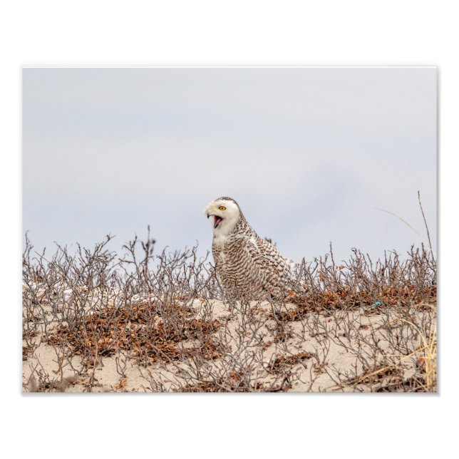 Foto Lechuza nevada 14x11 en la playa (Frente)