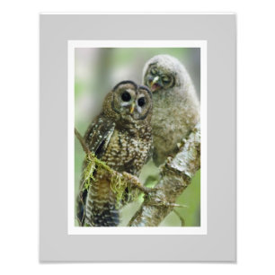 Foto Lechuza nórdica (Strix occidentalis) 11 x 14