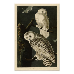 Foto Lechuza Snowy, los pájaros de América de John Jame