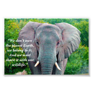 Foto Lema personalizado/Conservación Elefante Bull