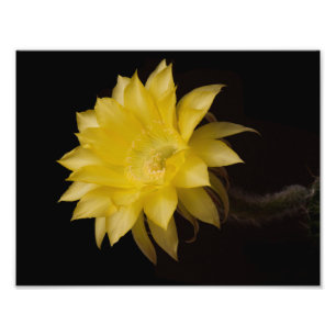 Foto Lemon Pie Cactus Flower Delight
