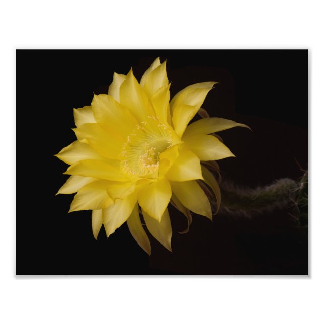 Foto Lemon Pie Cactus Flower Delight (Frente)
