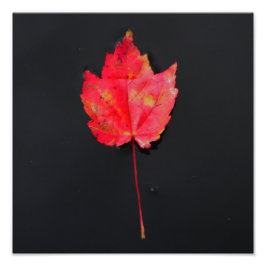 Foto Leña roja de tallo largo