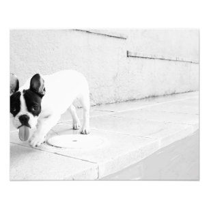 Foto Lengua del bulldog francés hacia fuera