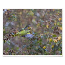 Foto L'envol de la perruche