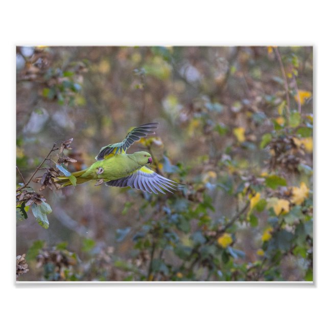 Foto L'envol de la perruche (Frente)