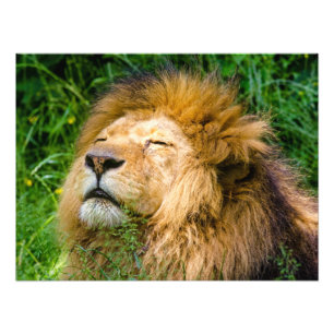 Foto León