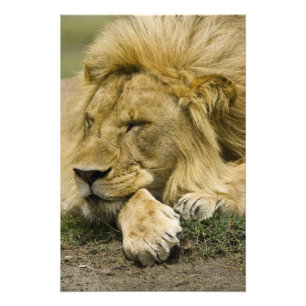Foto León africano, Panthera leo, acostado durmiendo