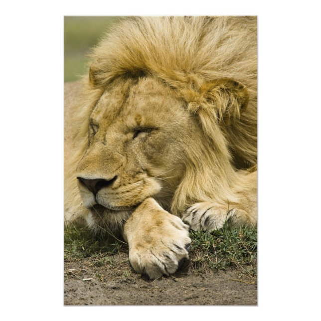 Foto León africano, Panthera leo, acostado durmiendo (Frente)
