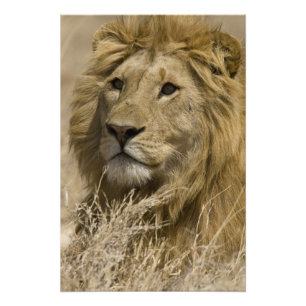Foto León africano, Panthera leo, retrato de un