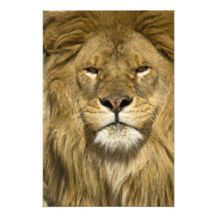 Foto León barbario africano, Panthera leo leo, uno de l