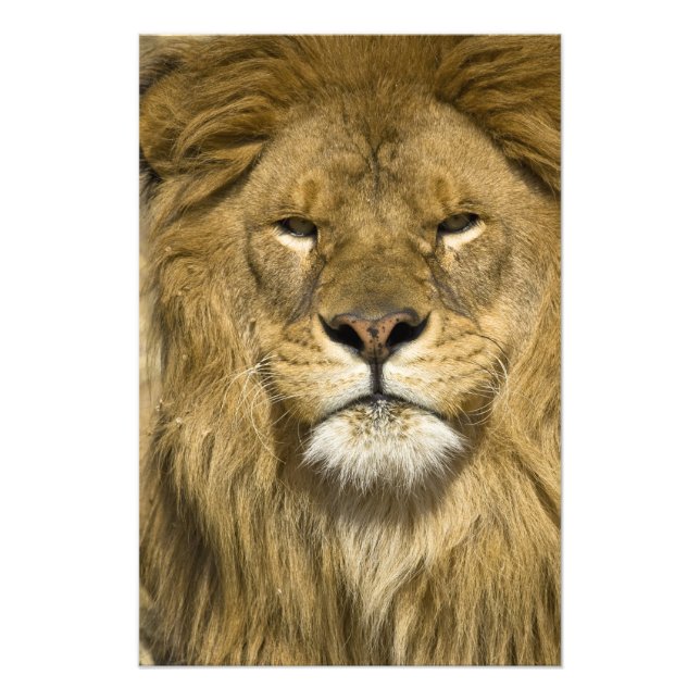 Foto León de Berbería africano, Panthera leo leo, uno d (Frente)
