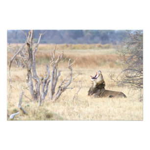Foto León de Yawning