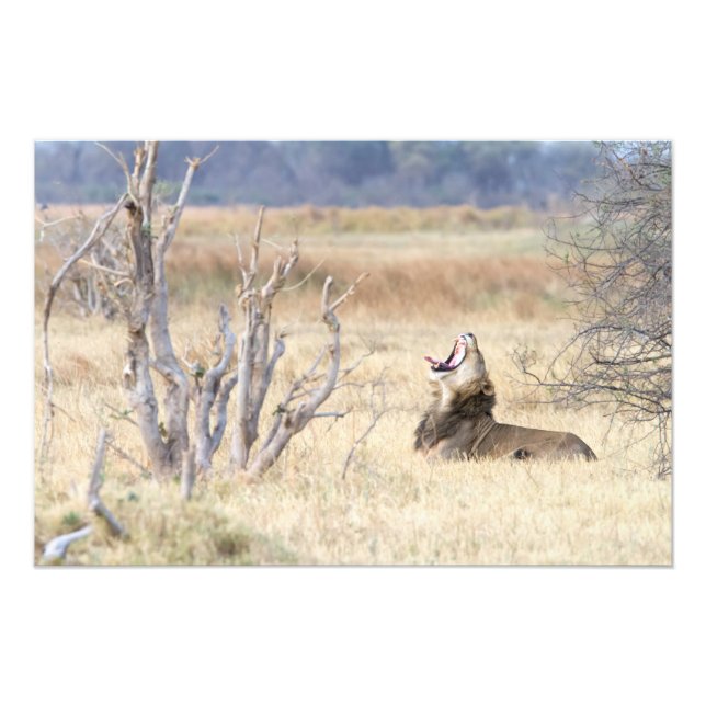 Foto León de Yawning (Frente)