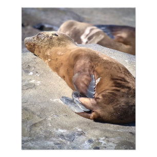 Foto León del mar del Bebé
