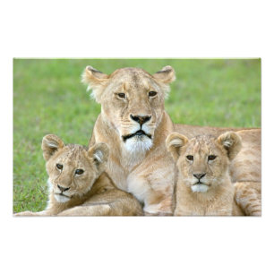 Foto Leona y dos cachorros, África Oriental, Tanzania,